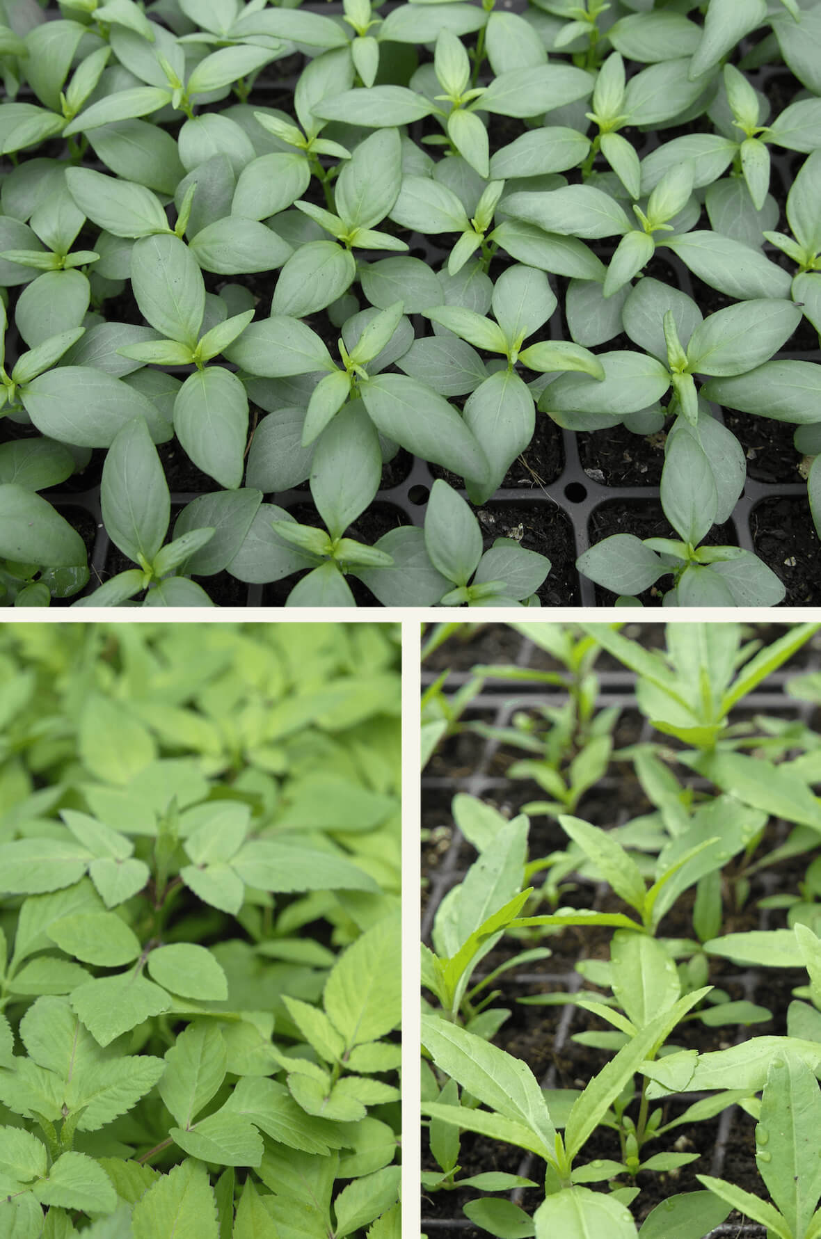 Formula 2 Plants