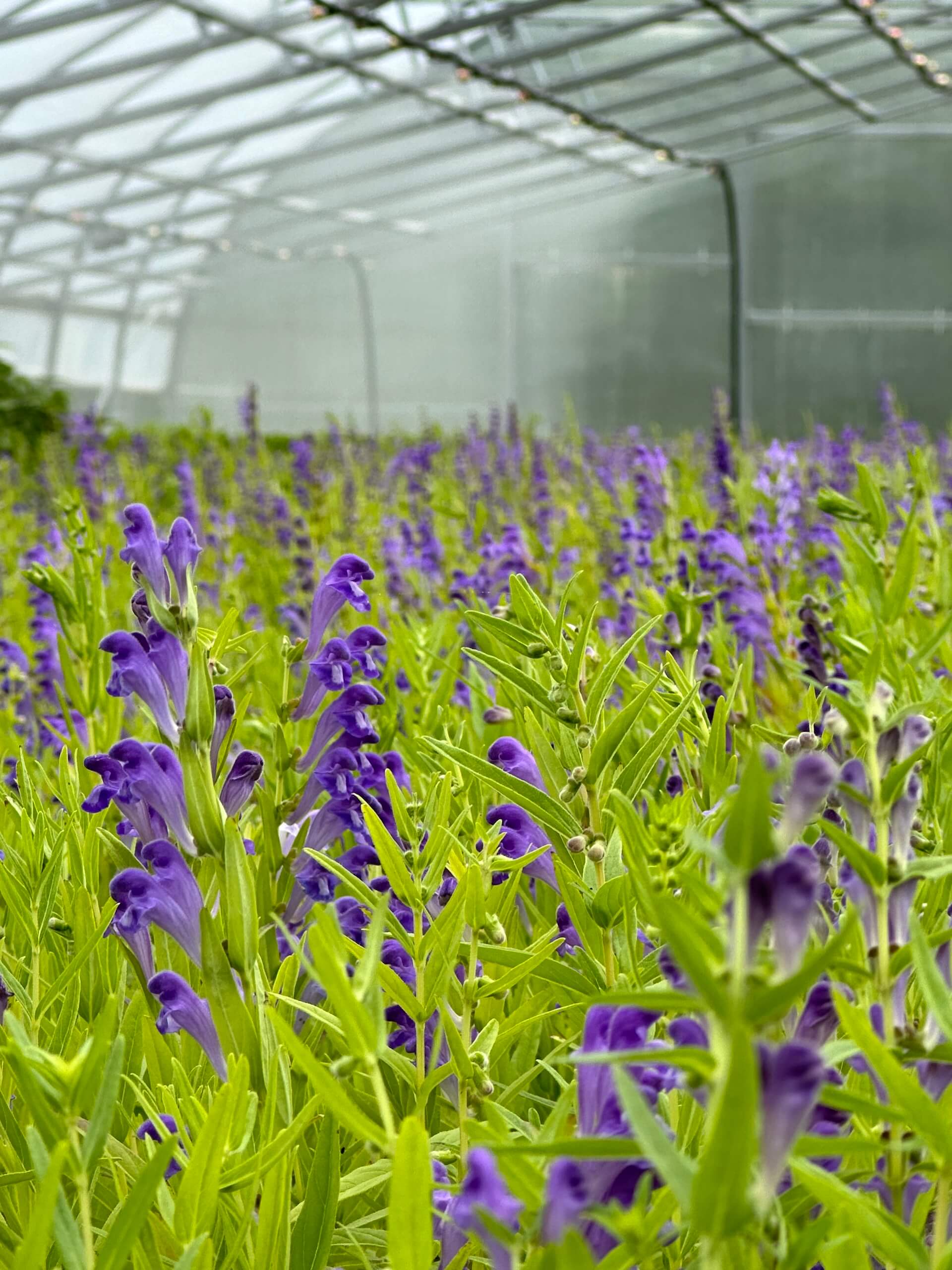 field of crop