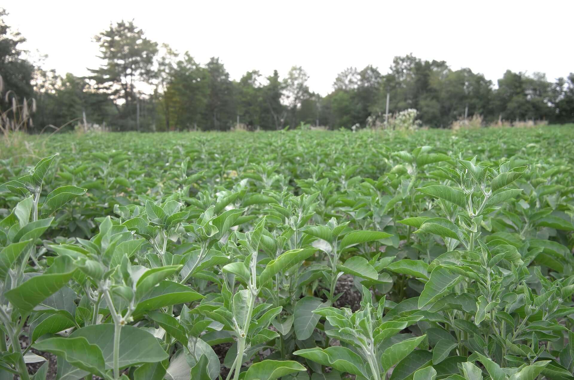 2025 Ashwagandha crop