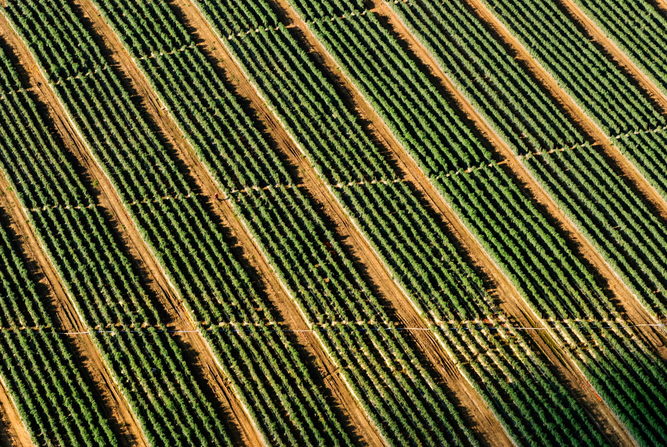 field of crop